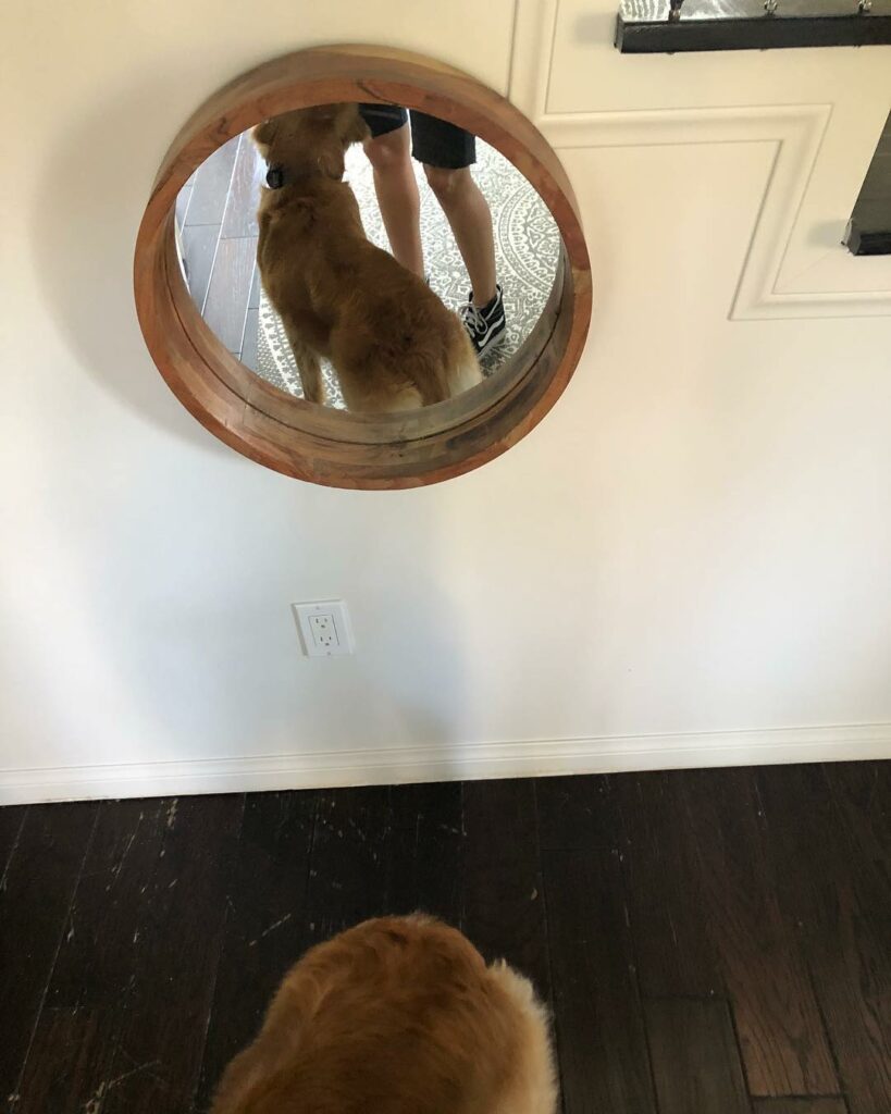 I am beginning to incorporate mirrors back into the home. this seems as good a p...