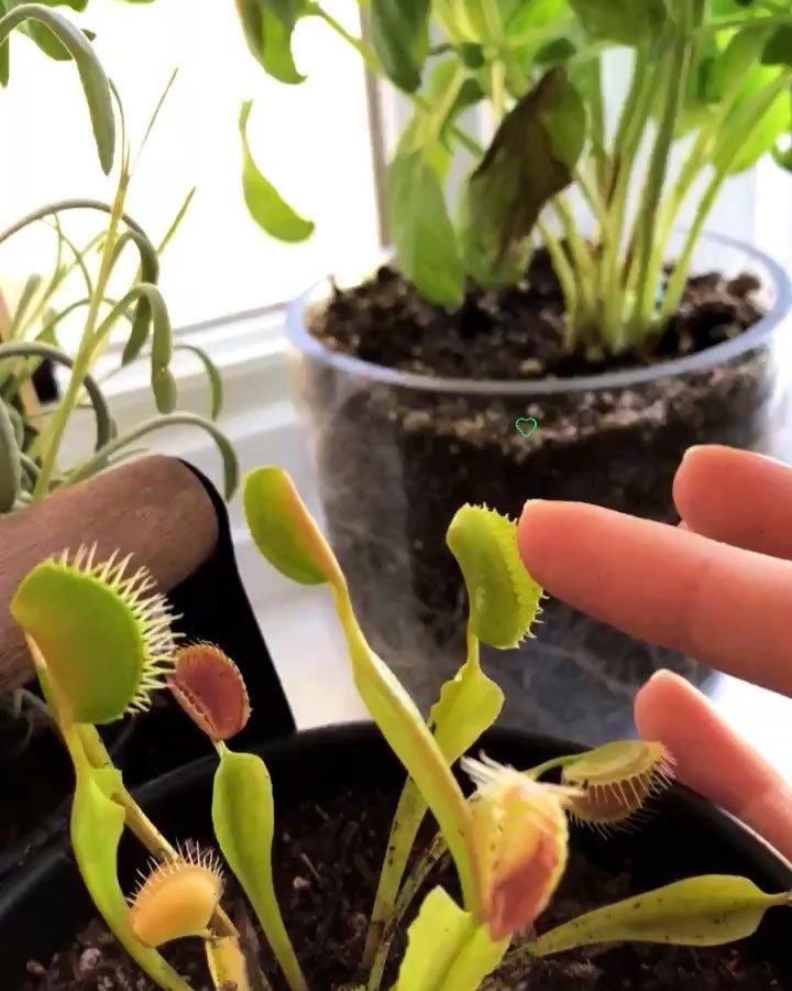 carnivorous little pet...