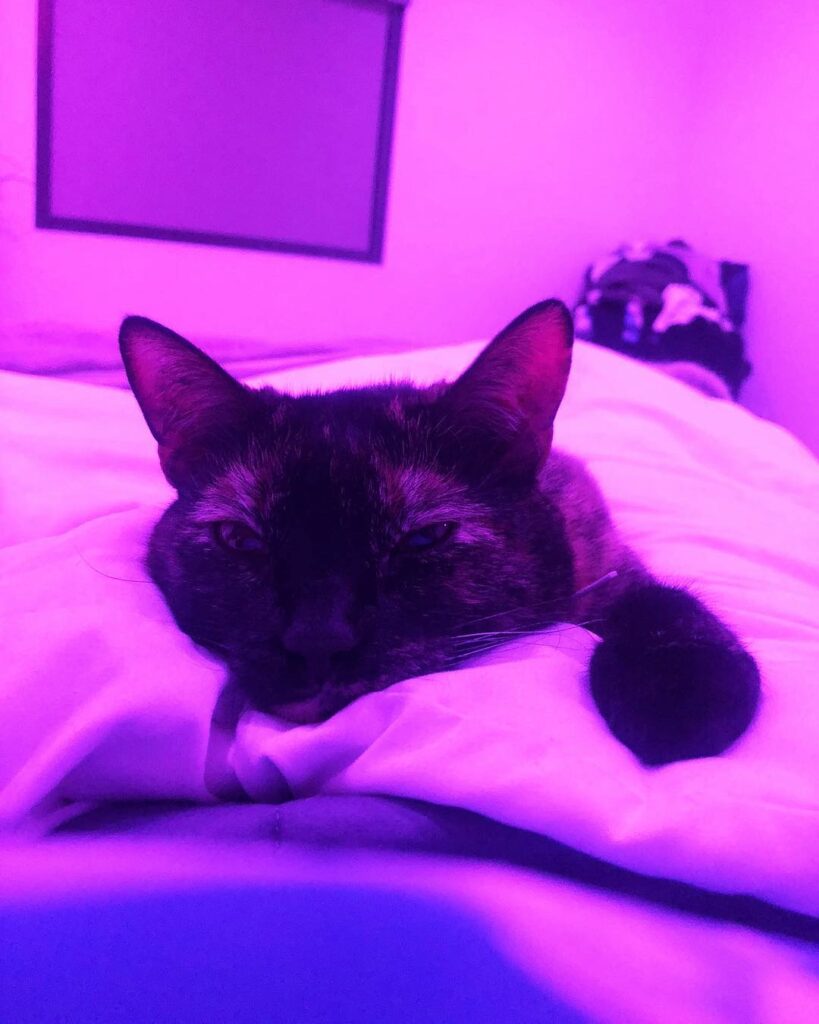 you only have 24 hours of opportunity for your smol roommate animal to stare sun...