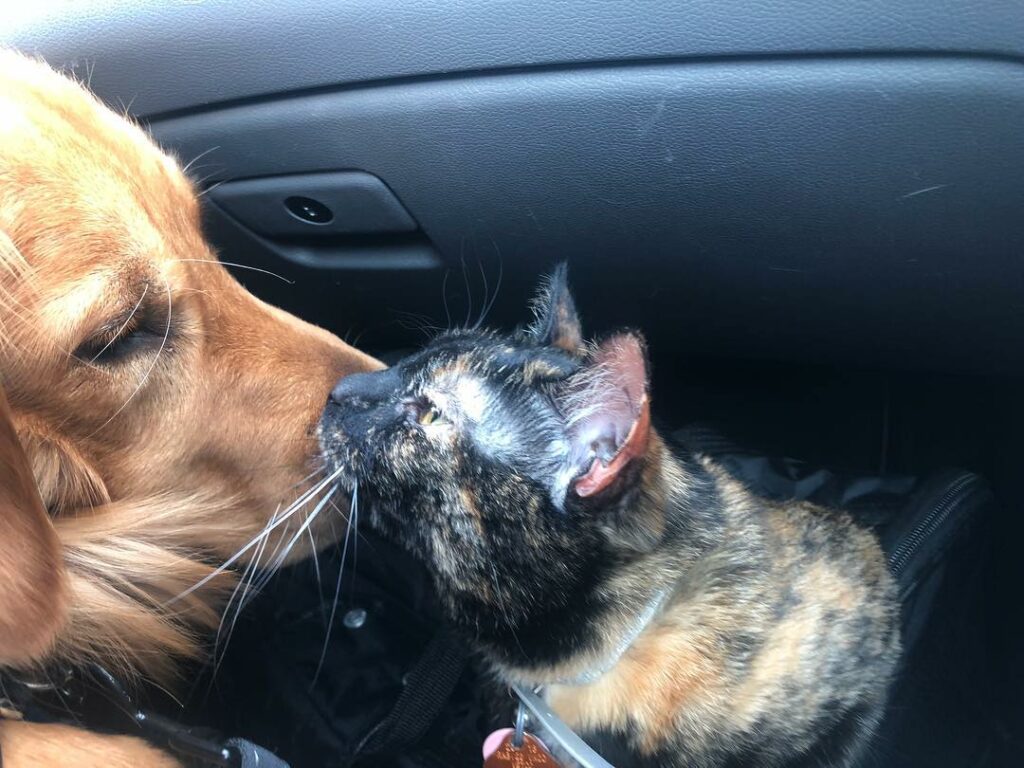 wholesome image.  like this to leave enemies in 2018...