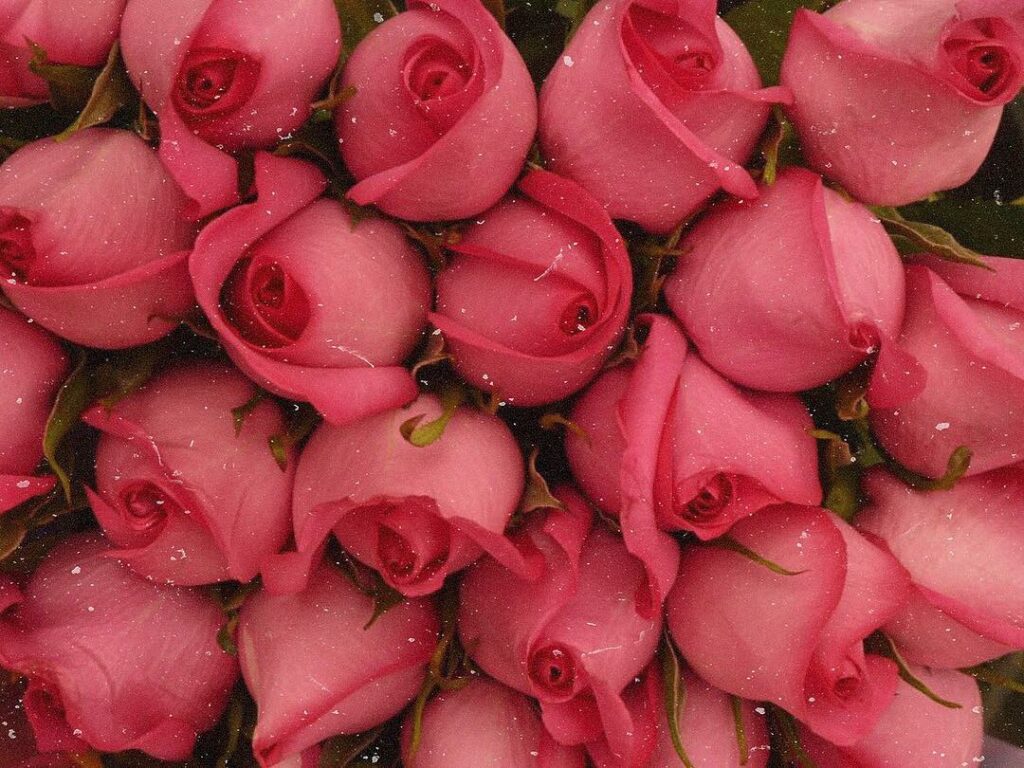 Valentine ...