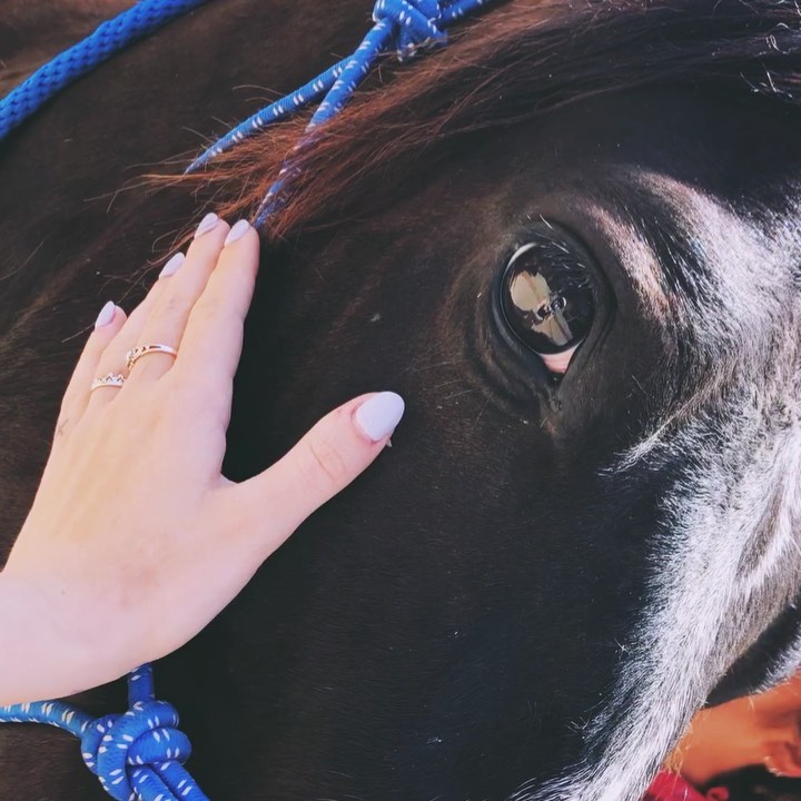 animals are everything . sentient beings . just as emotional as you & me...