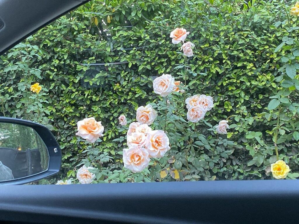 in my front yard...