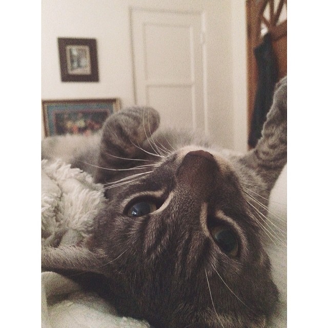 Rainy day kitten; ...