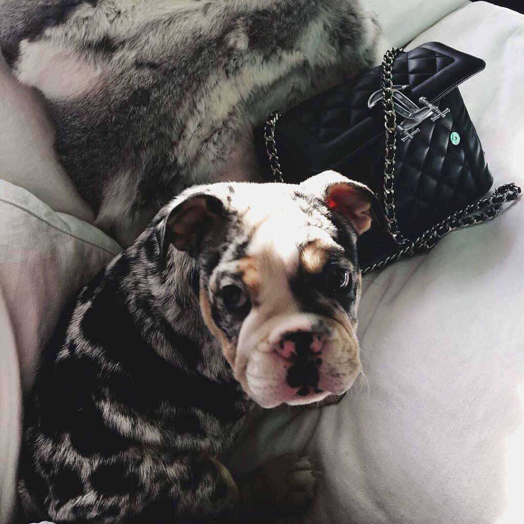 Puppies & Moschino...