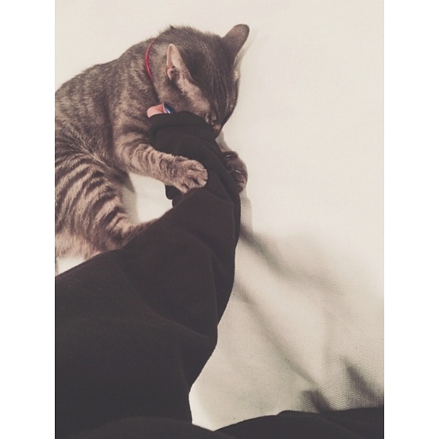 sweatshirts and kitten paws; #CaturdayNight...