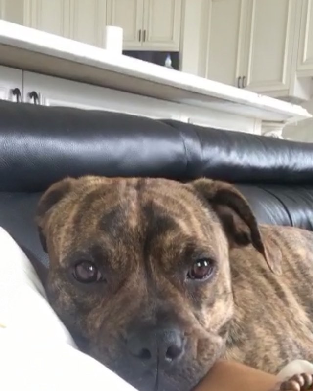 Sc: moonlightbae 
for lots of dogs and musical theater references...
