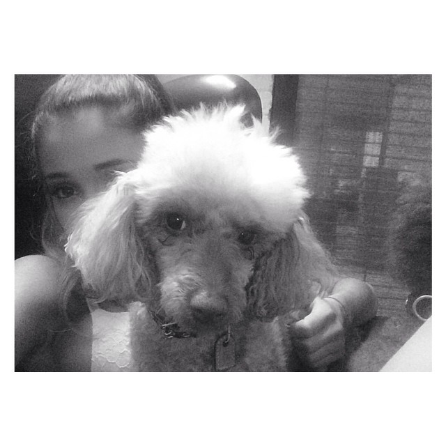 stealin dis poodle...