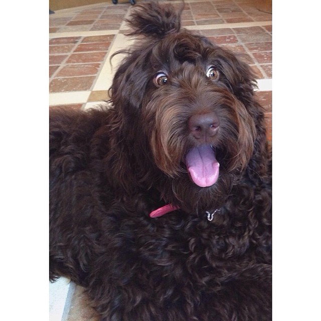 this dog is weird af #ophelia #loveherwithallmyheart...
