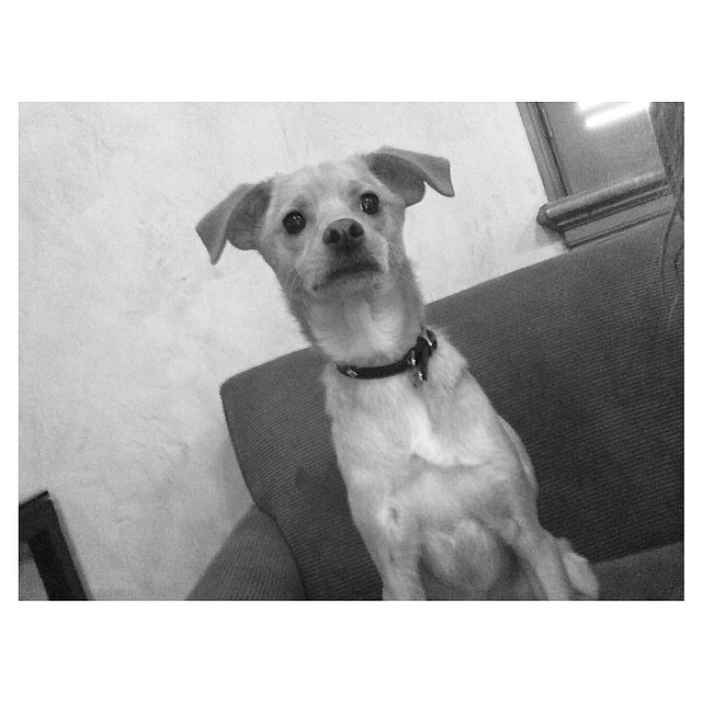 little Toulouse my Gemini pup's first birthday comin up.... #june16 ...