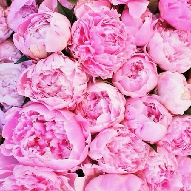 Sunday #peonies...