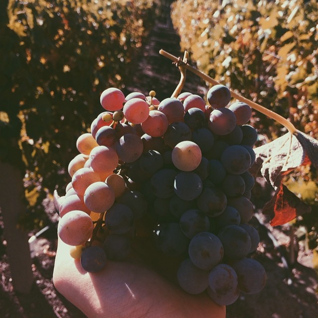 grapes in da vineyard...