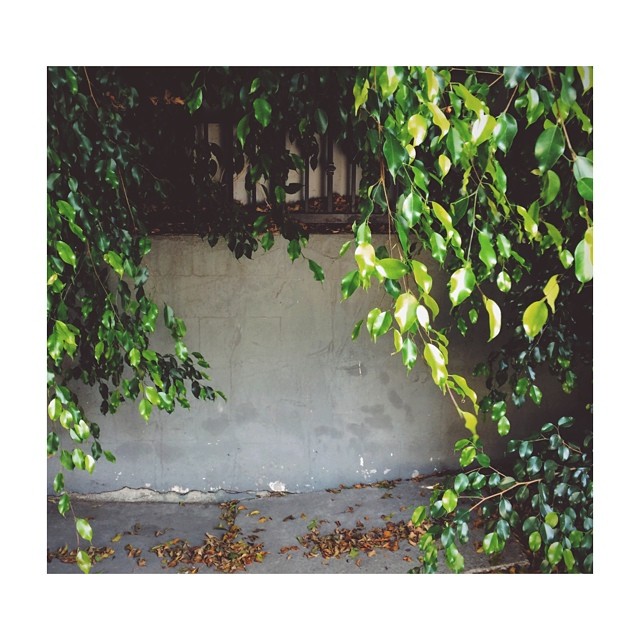 this slopey sidewalk nook romanced me on my lunch break. #nooks #grannies...
