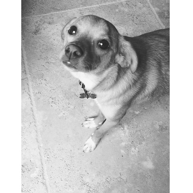 that "mom i shat in your Chanel flats and I'm REALLY sorry" look...