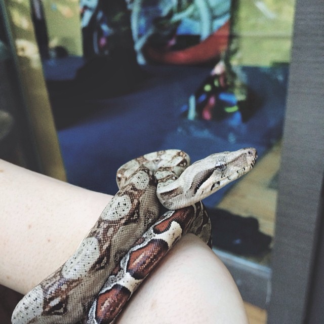 red tail boa...