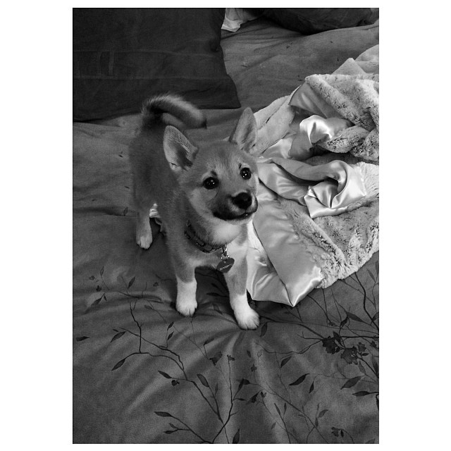 want to introduce y'all to somebody... this is Fawkes!  I adopted her while I wa...