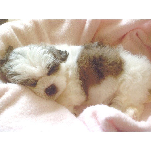 the cabello's newest family member, hi leo  my mom asked my sister and i to come...