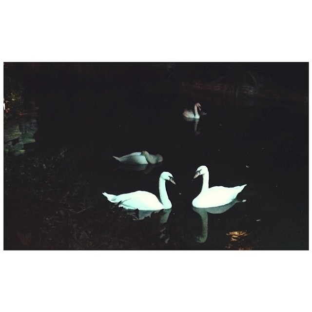 last night  most beautiful, graceful babies I've ever seen! (need a swan emoji)...