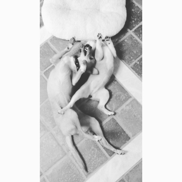 my dogs are weird af...