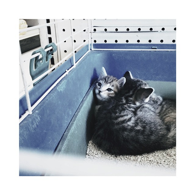 tiny precious orphaned kits // I have two rescues and they are my soul broze. if...