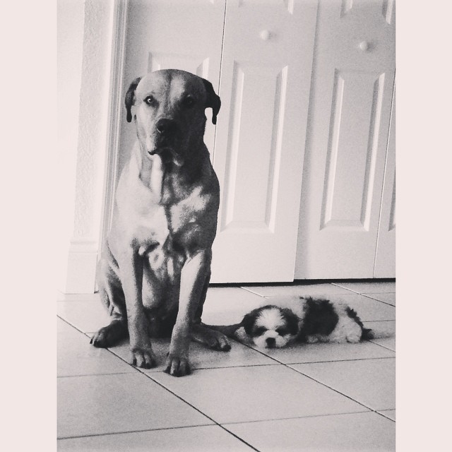 PROTECTORS OF THE EARTH...