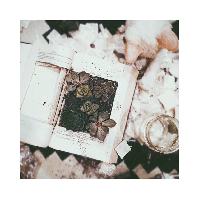 I have a crush on hollowing old books and planting succulents // thriftlyfe craf...
