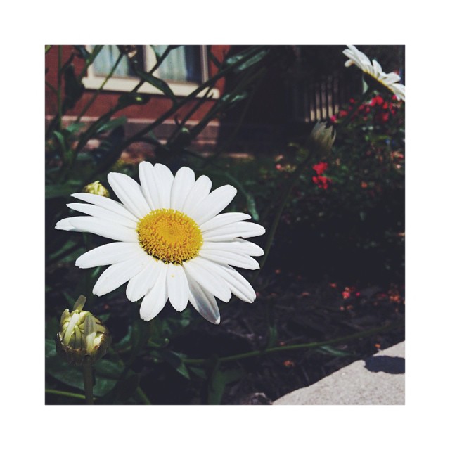 always time for pretty little things // important...
