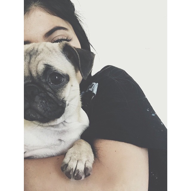Pug Lyfe...