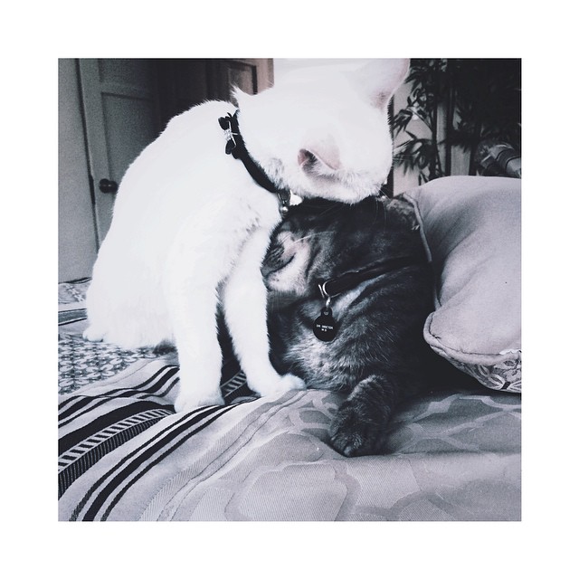 Happy #NationalCatDay! Or as I call it, #Day...