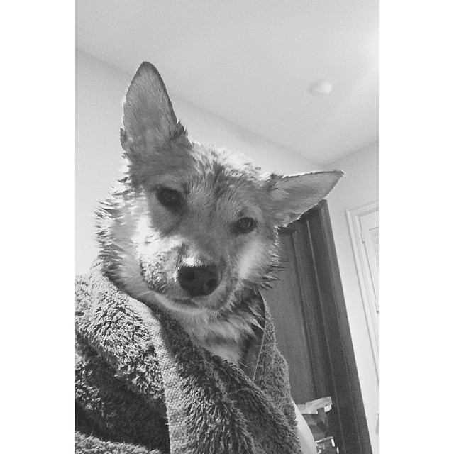 fawkes looks like a fully grown man with 3 children and a stable job here...