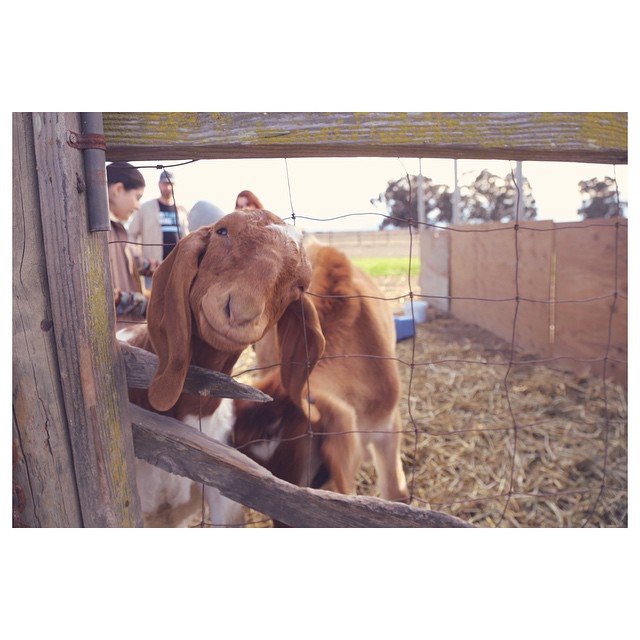 this angel got his head stuck in the gate #cutest #friendsnotfood @preetirangsan...