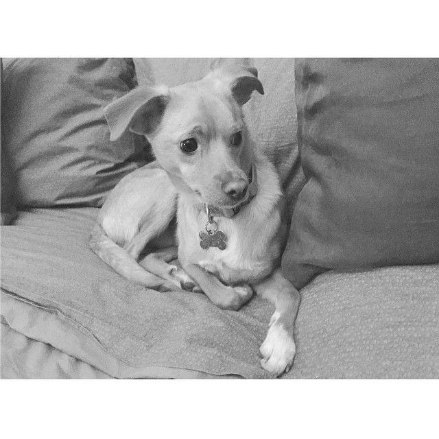 i love all my pups equally but I really do think toulouse and I are connected on...