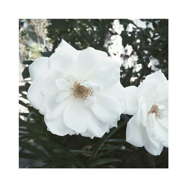 my mother has the most beautiful flower garden || she is an absolute rose...