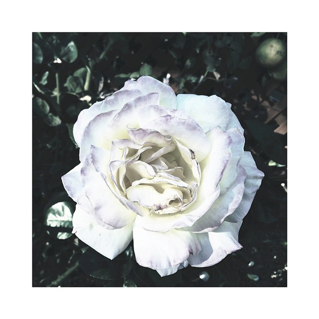 wanders yield flora || roses are important...