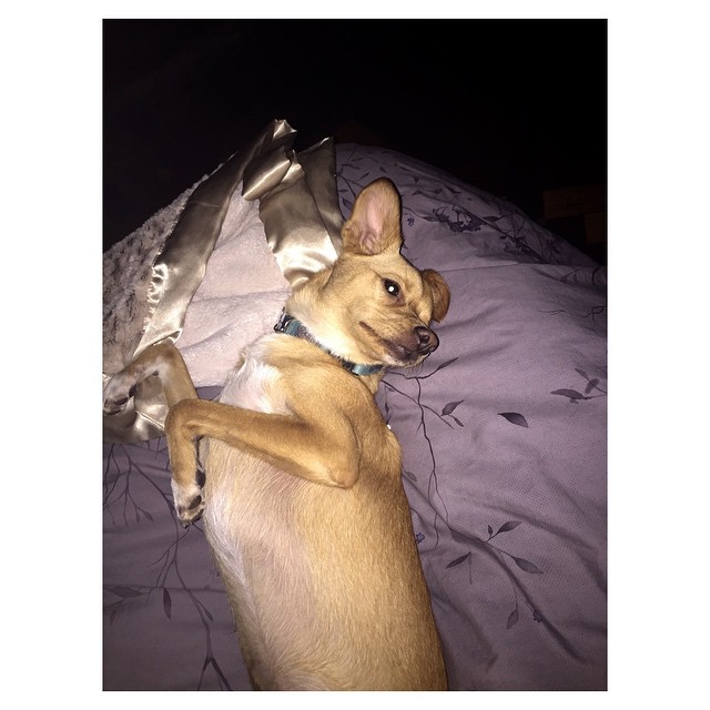 goodnight part 2 (fawkes & coco are downstairs)...