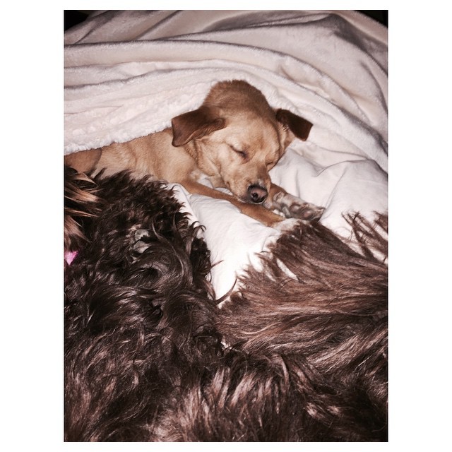 i'm underneath a million dogs & i'm not complaining ...