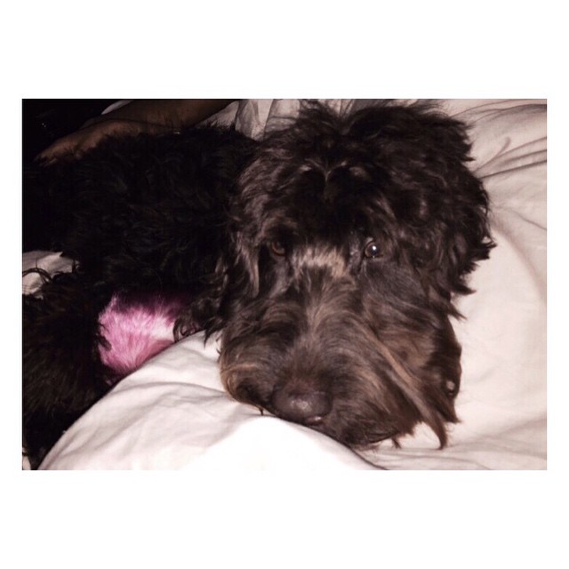 ophelia & her pygmy puff ...