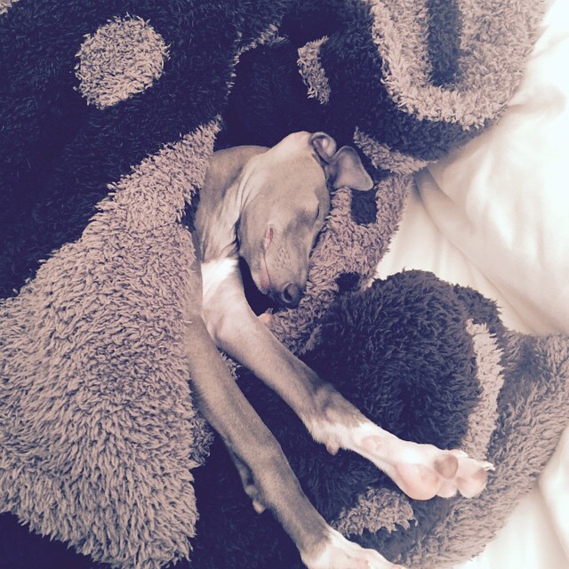 Puppy sitting ...