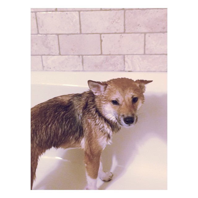 fawkes bb...