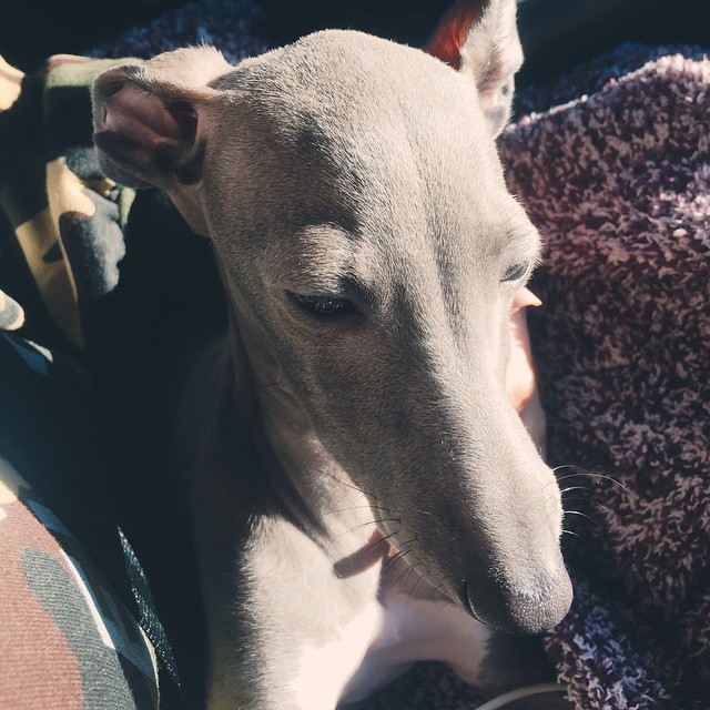 Norman taking in the sun...