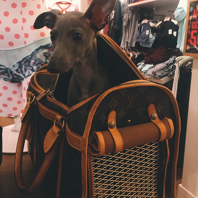 Norman says he doesn't like his new bag very much...