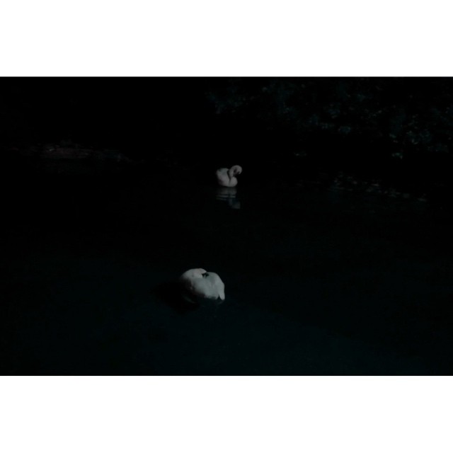 just the least comfortable swan in the world...