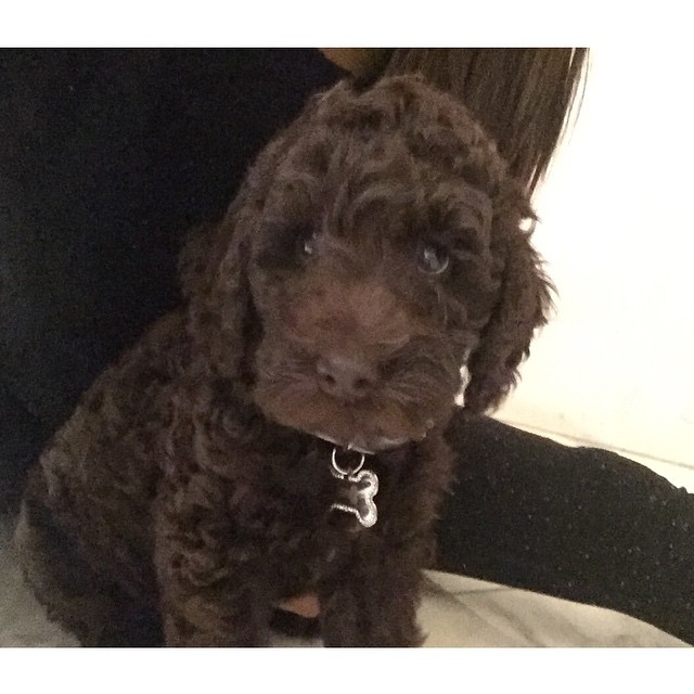 sirius black newest member of the puppy posse ......... the puppy breath is out ...