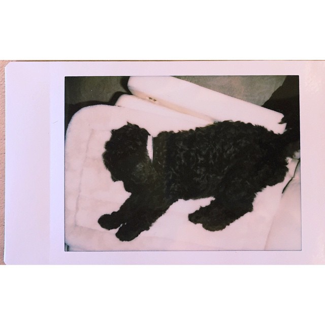 on the way home. another exhausting day for sirius. (he slept the entire time in...