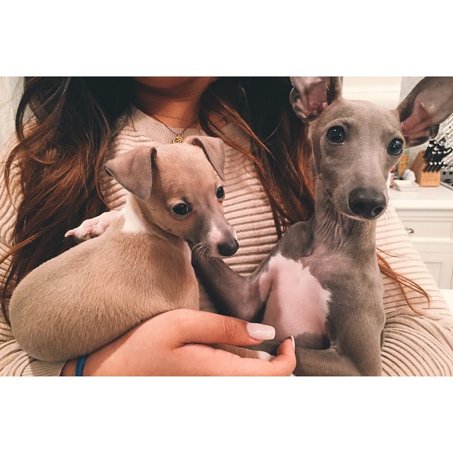 Norman meeting Bambi :) welcome to the family...