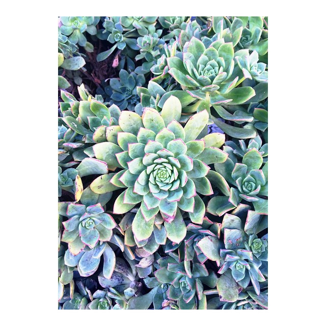 pretty succulents // flora flora flora...