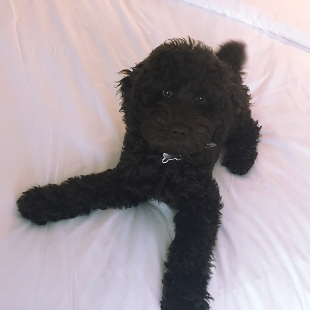 young sirius...