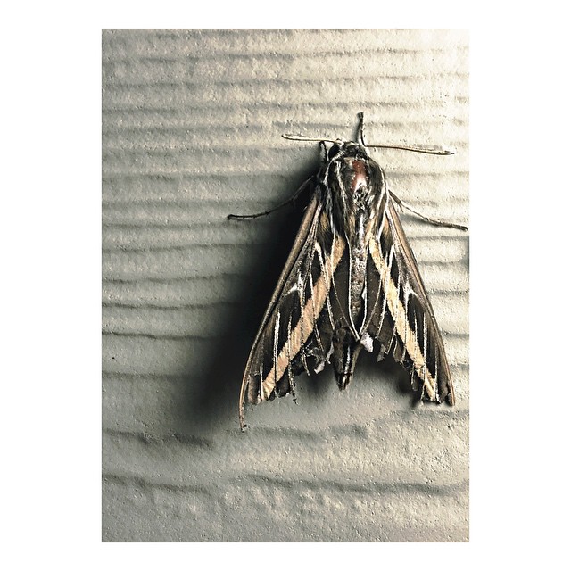 hi large #moth...