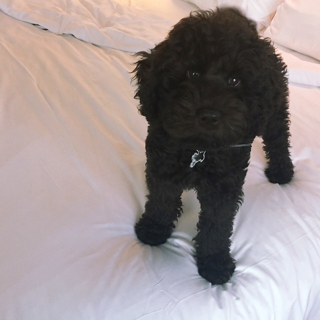 puppy spam...