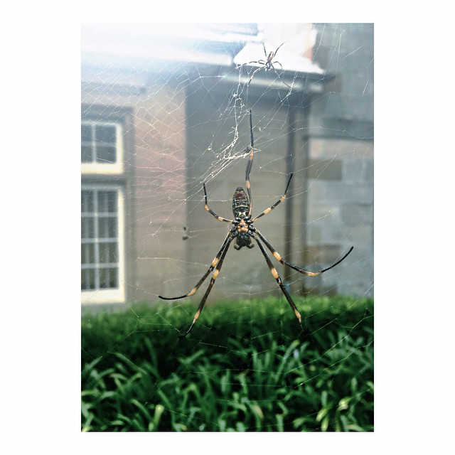 such royal // very botanic || #AdventureInColour...
